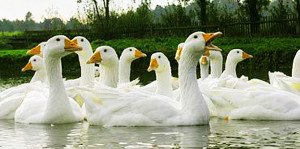 goose2